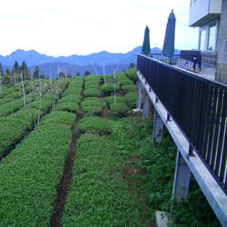 love-tea-1