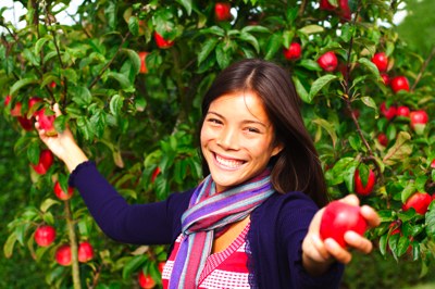 Apple picking Apple picking