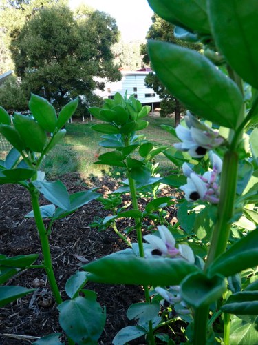Garden Garden
